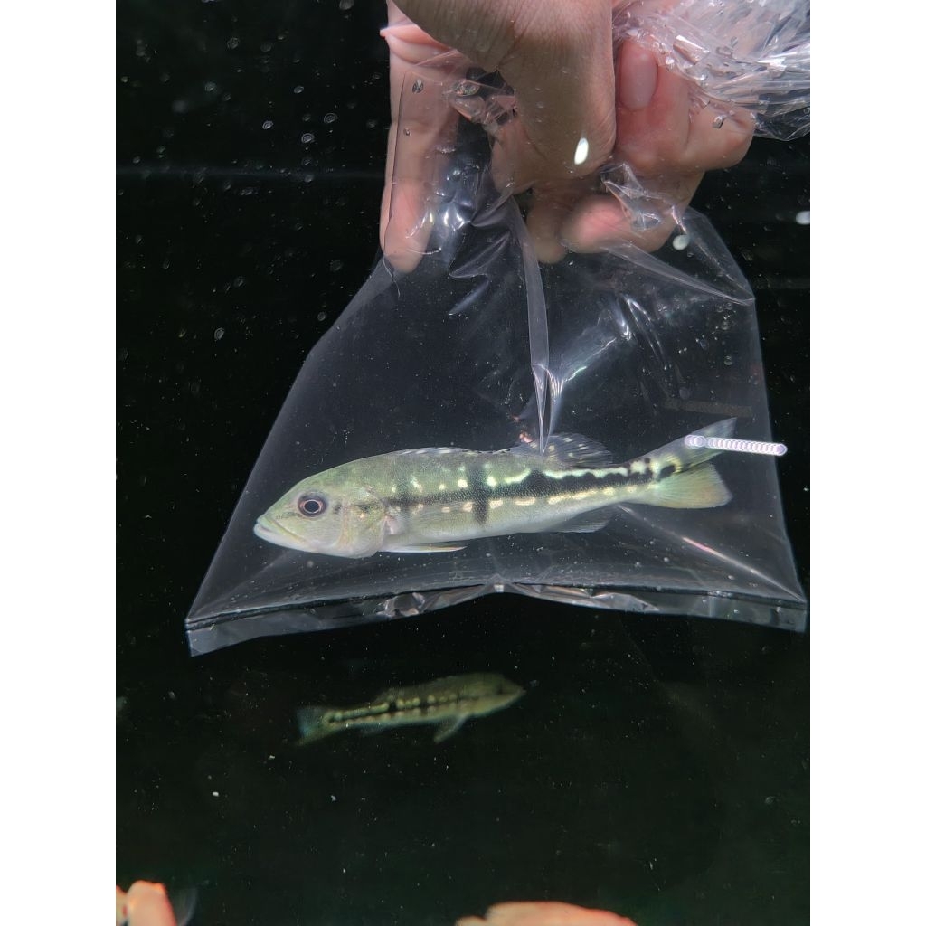 PBass Pinima 10-12cm