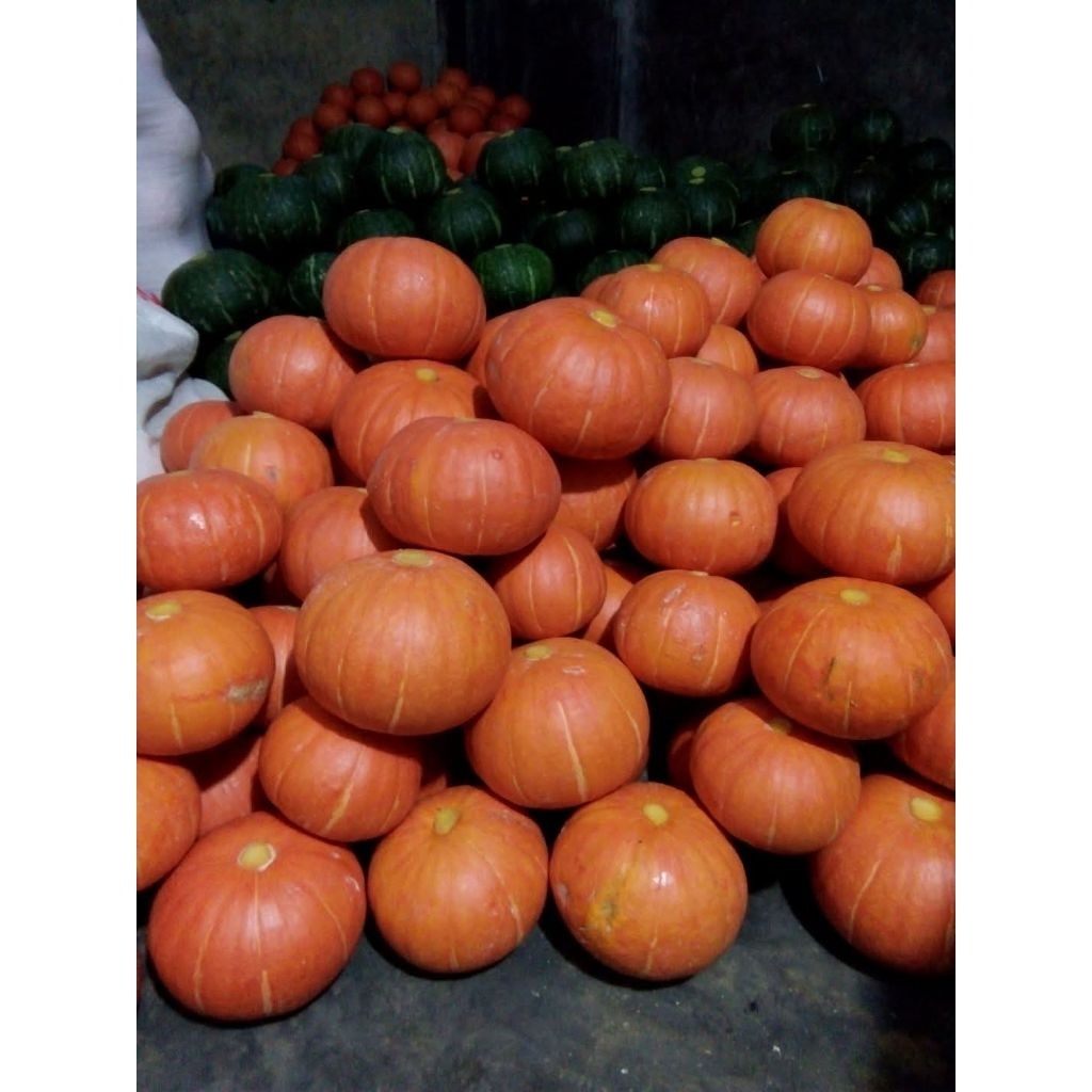 labu jepang labu kmaboca