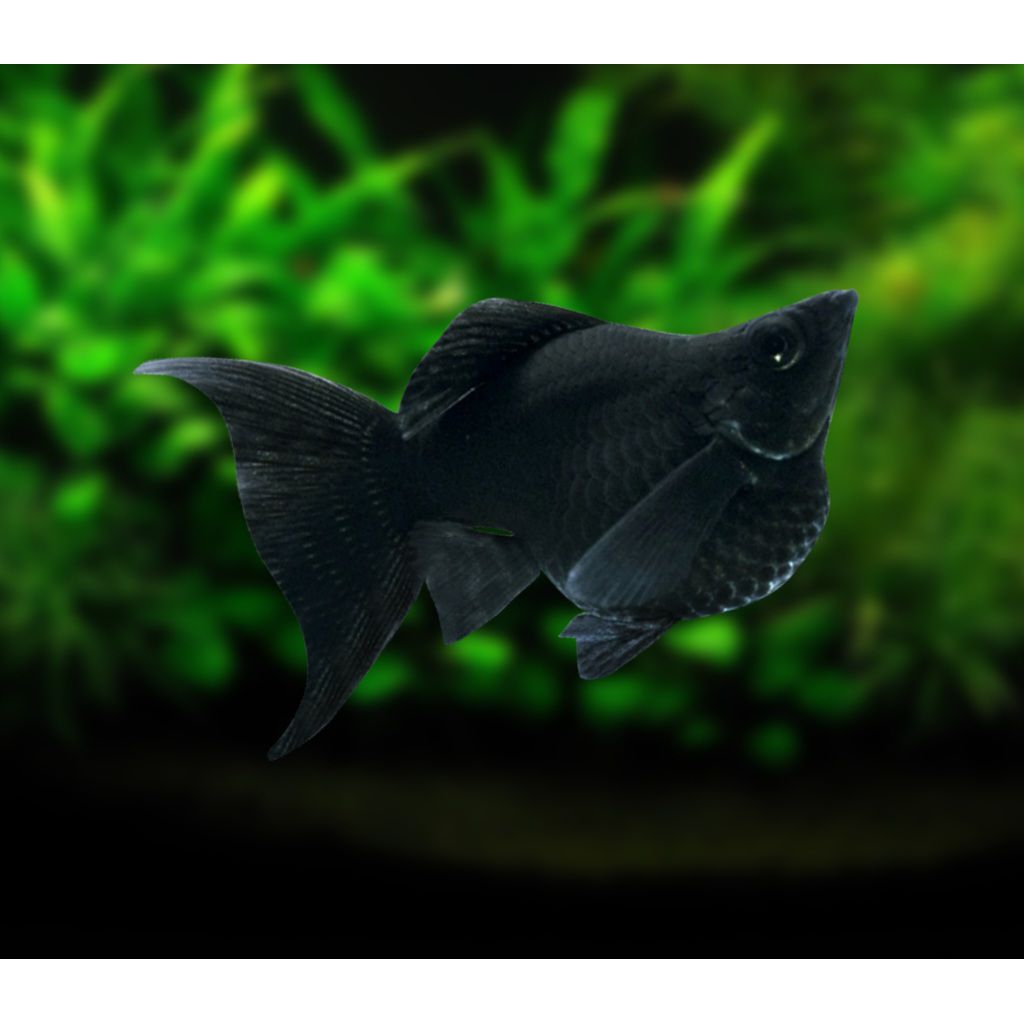 Ikan Hias Black Molly Balon Lyretail (Cagak) Pilihan Kualitas Terbaik