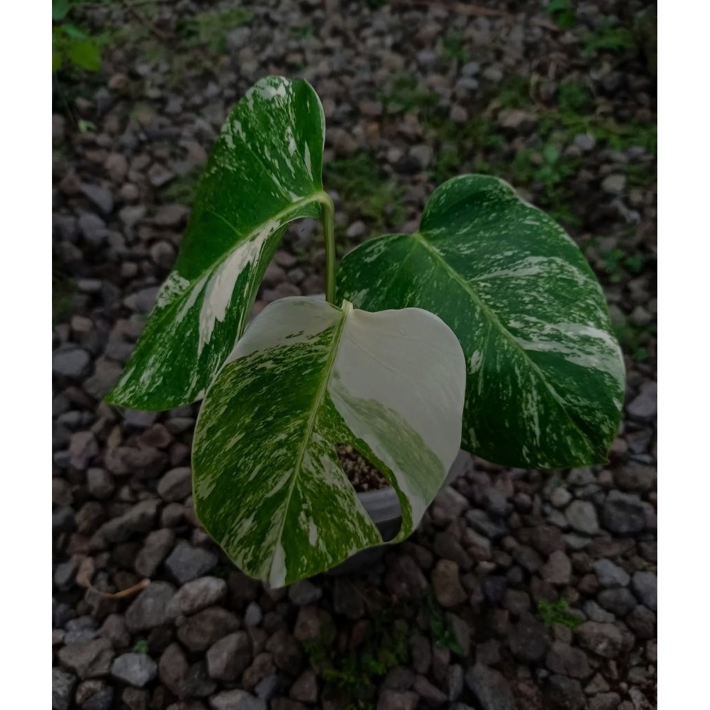 Monster varigata marbel