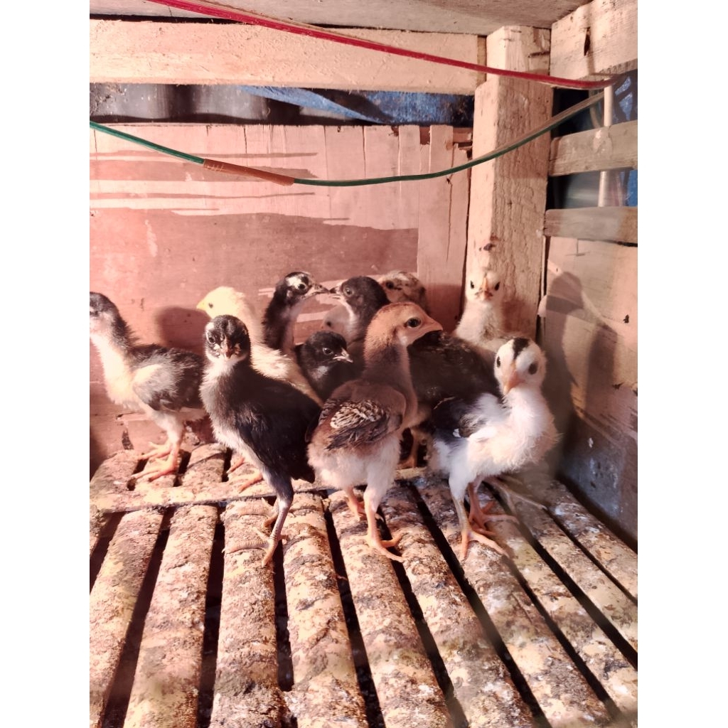 Anak Ayam Kampung Yudistira Paketan 5 Betina 1 Jantan