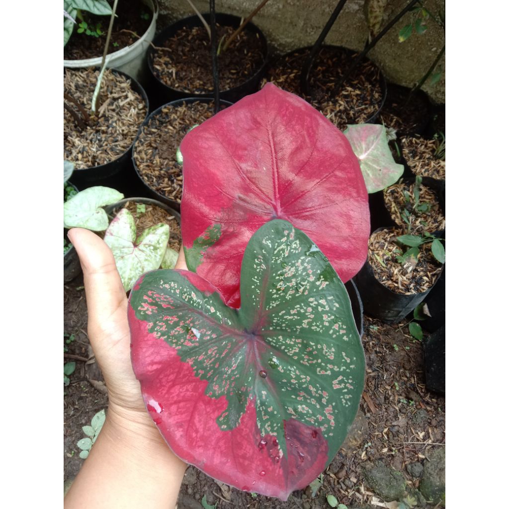 Tanaman Hias keladi baret, keladi, bunga keladi, bunga murah Tanaman promo