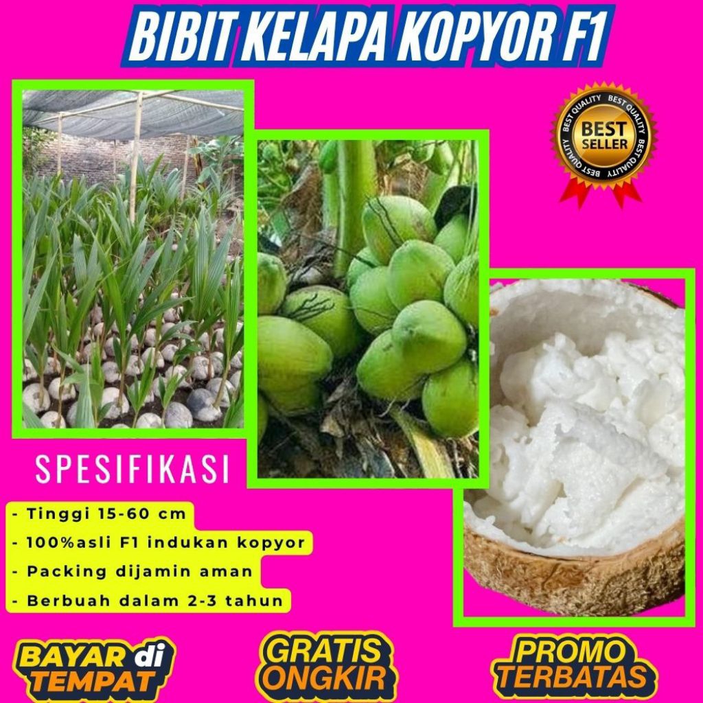 KUALITAS UNGGULAN  Bibit Kelapa Kopyor Madu, Bibit Kelapa Kopyor Super, Bibit Kelapa Kopyor Terdekat