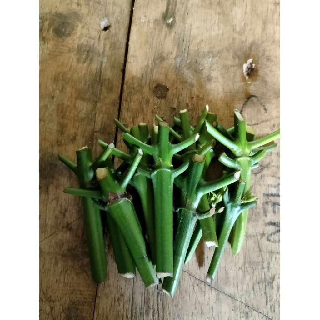 stek entres kopi klon Bagio raja unggul per satu stek entres