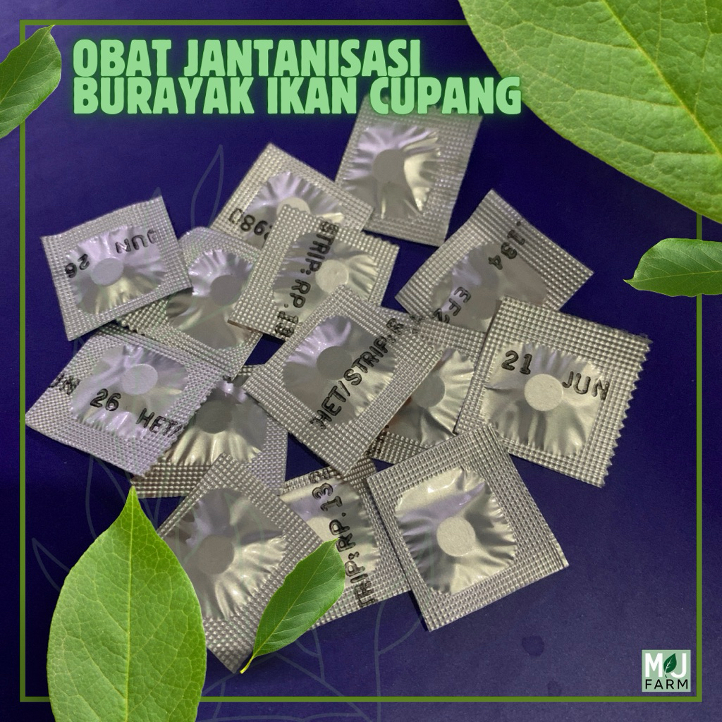 JANTANISASI BURAYAK IKAN CUPANG ORIGINAL Merubah Gender Anakan ikan Cupang jadi jantan