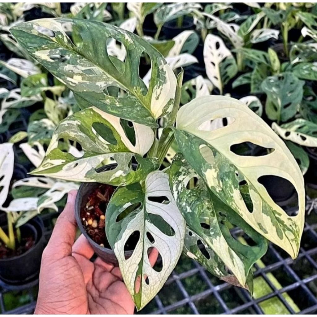 Tanaman hias Janda bolong varigata