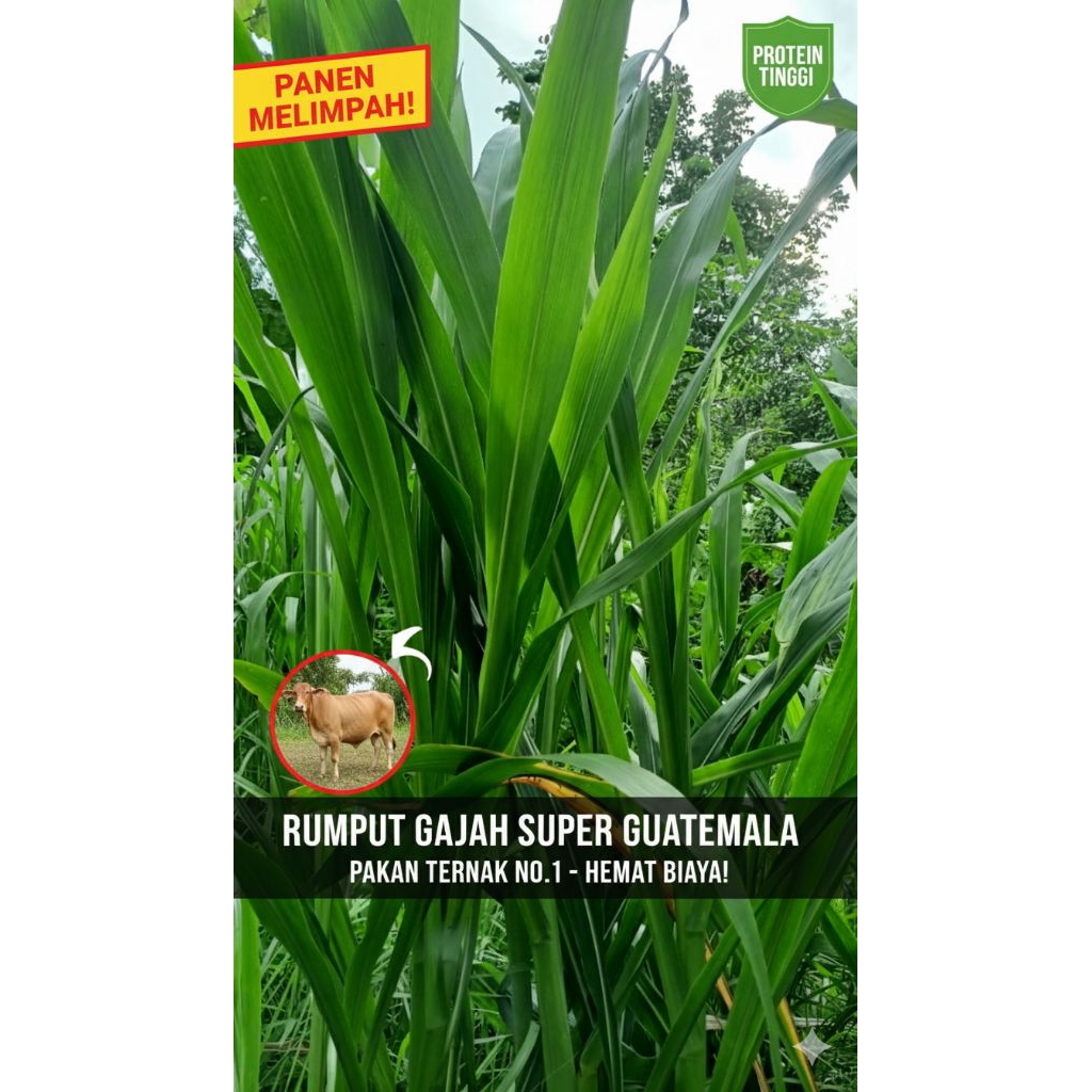 RUMPUT GAJAH SUPER JUMBO GUATEMALA