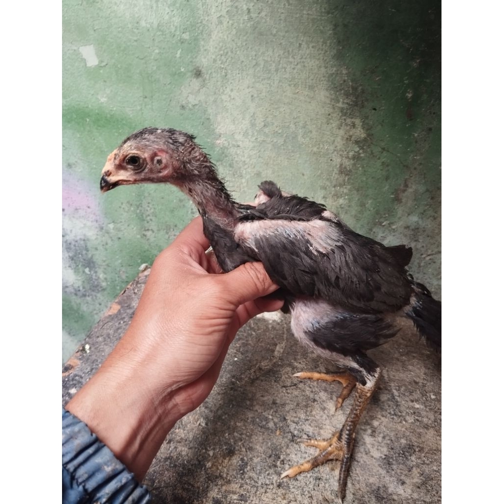 anak ayam Yokkeree x ganoi