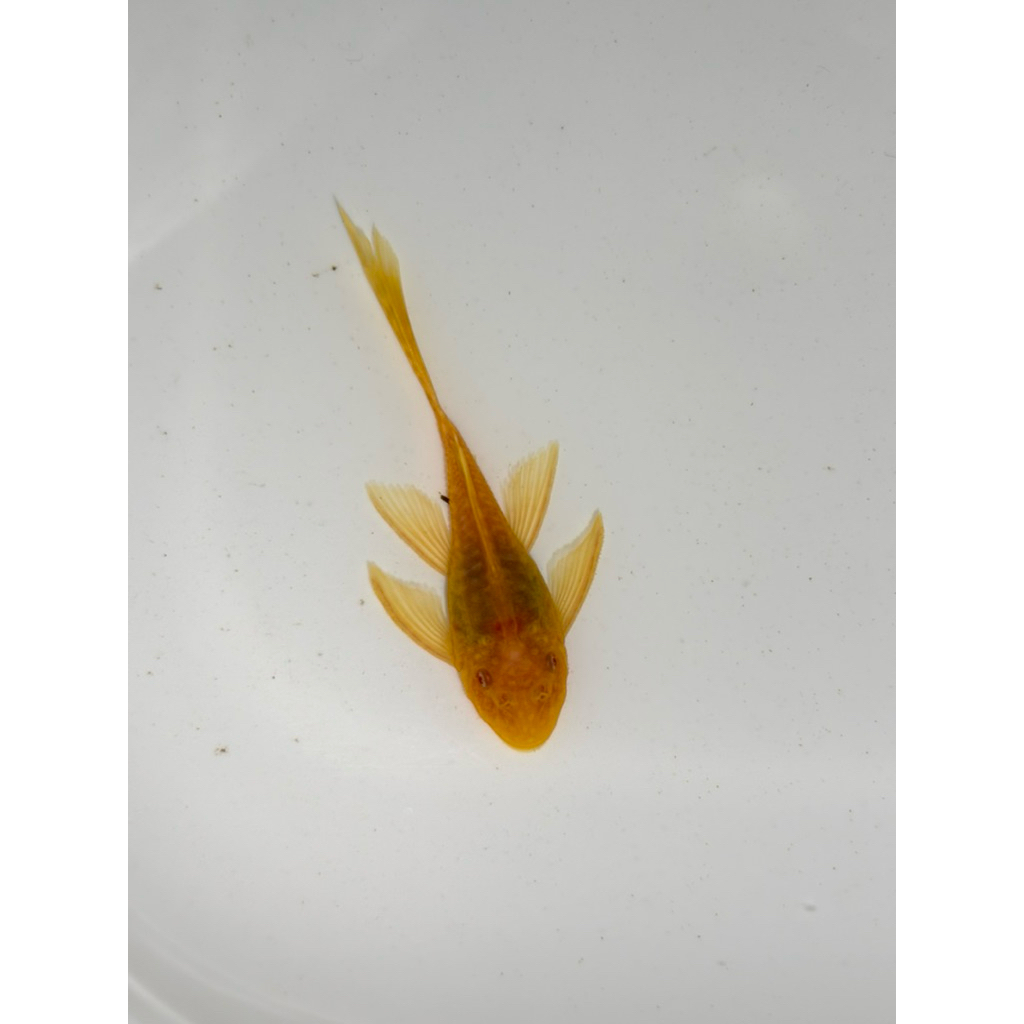 Albino Slayer Brushmouth L144 Ikan Sapu sapu