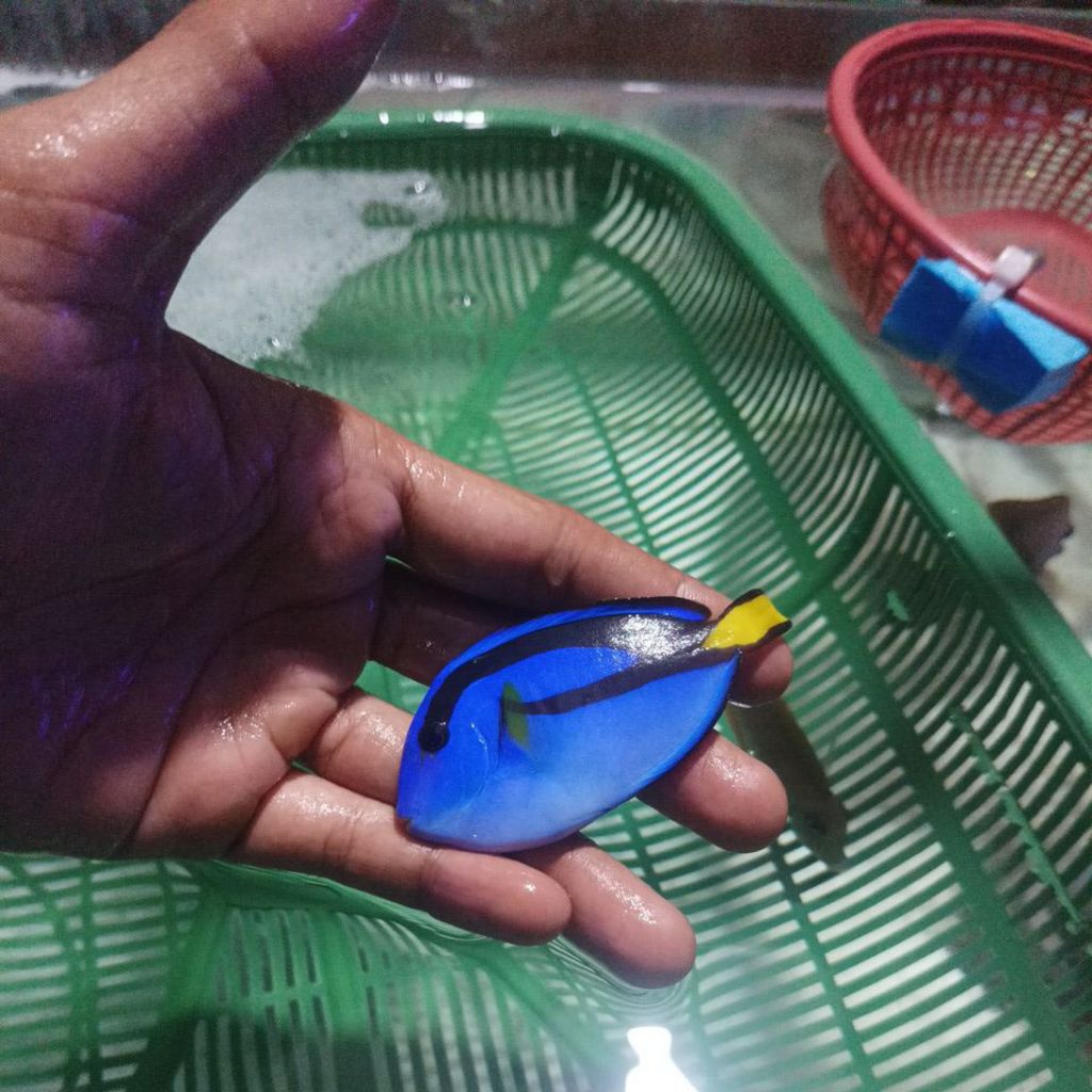 ikan hias laut dori size L