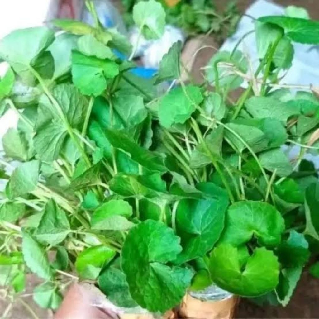 DAUN PEGAGAN / DAUN ANTANAN / DAUN SENDUDUK 1 IKAT