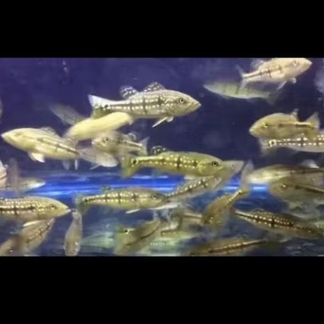 PBASS PINIMA UKURAN 13 CM