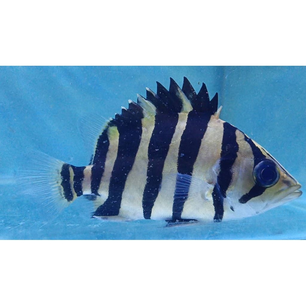 DATZ SUMATRA GOLD GRADE 5-6CM