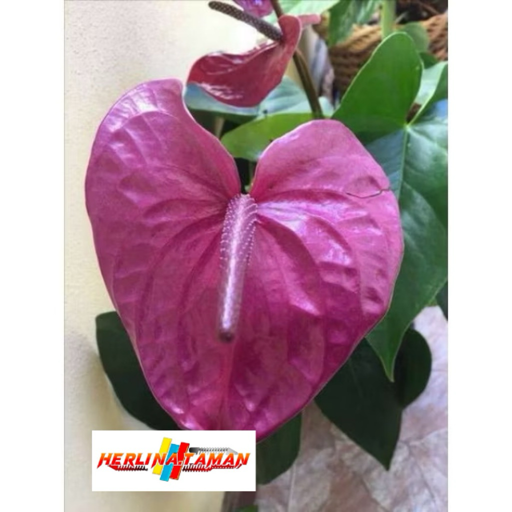 Tanaman Hias Anthurium Mickey Mouse Bunga Ungu besar / anturium bunga