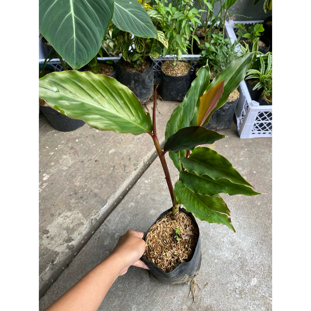 Tanaman kecombrang - bibit kecombrang sayuran - toga