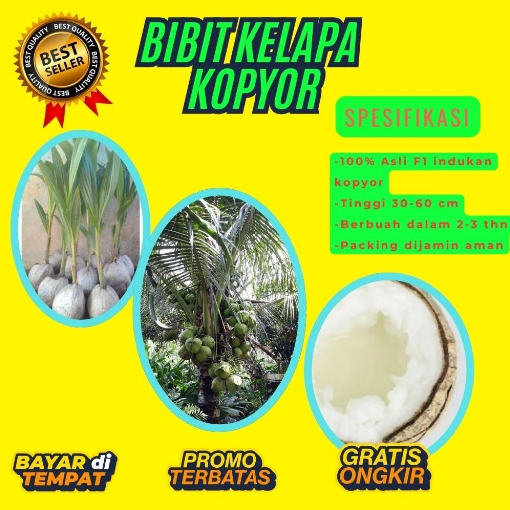 TERPERCAYA  Bibit Kelapa Kopyor Trubus