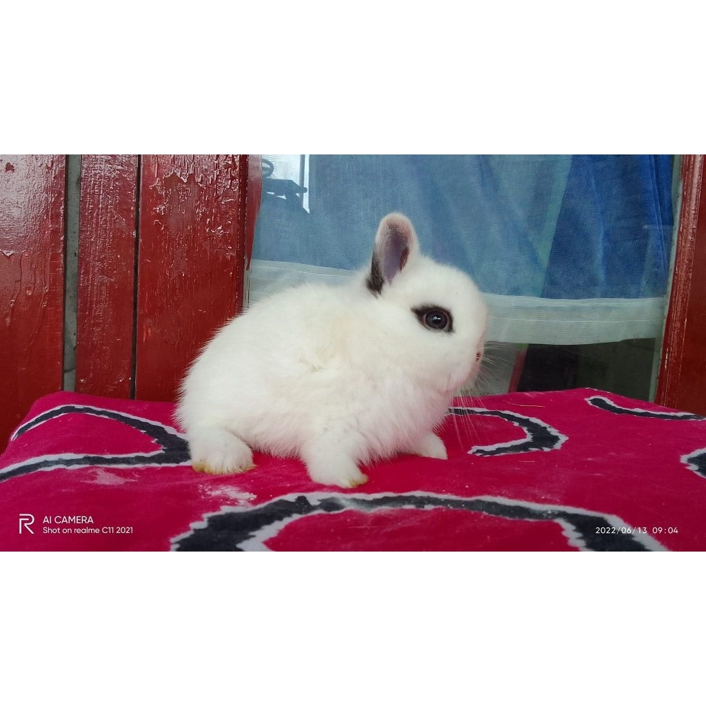 kelinci hias mini Netherland dwarf