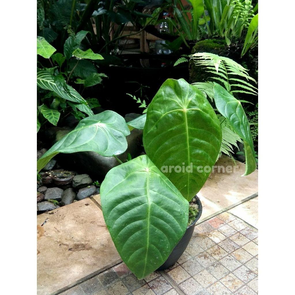 Anthurium Veitchii x Forgetii Anturium Rare Plant Real Picture