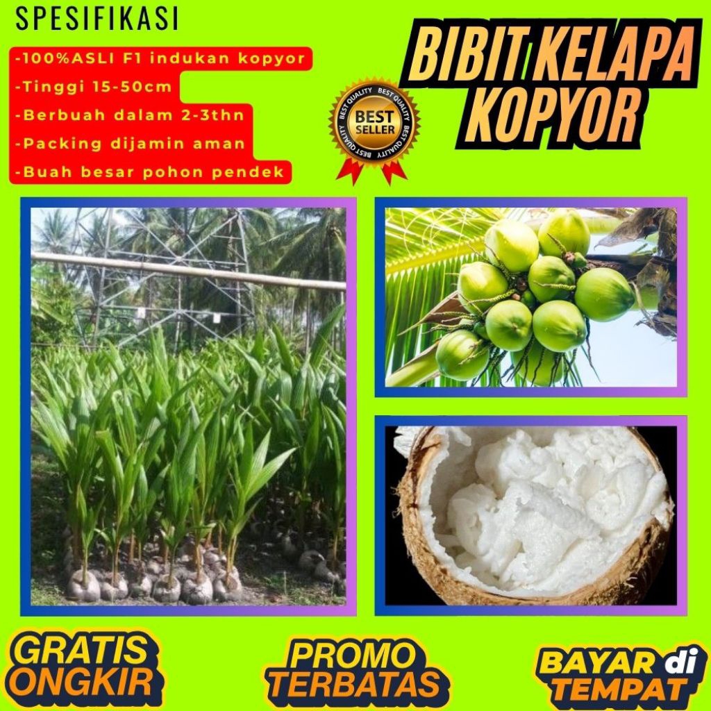 KUALITAS TERBAIK  Bibit Kelapa Kopyor Kultur Jaringan