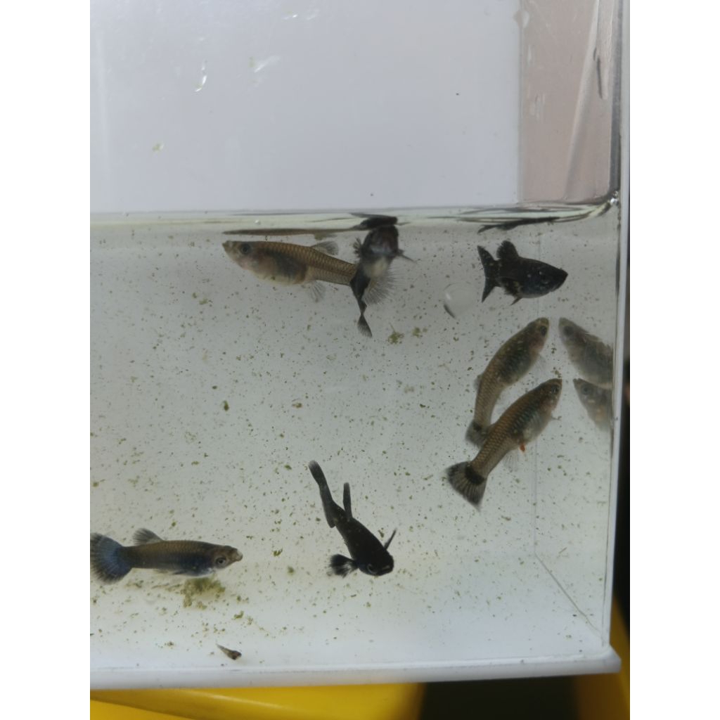 Stiker Unik Guppy Blue Moskow