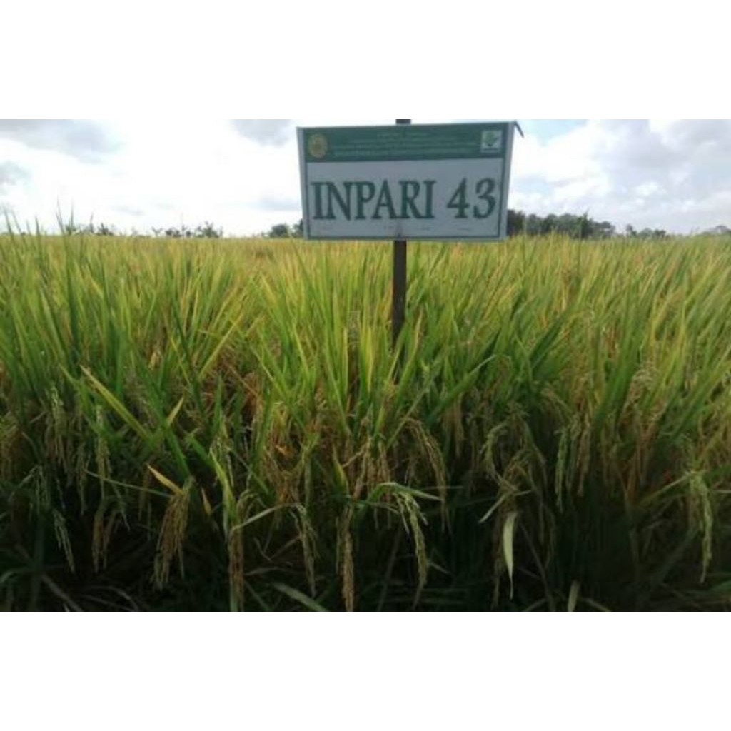 benih padi inpari 43