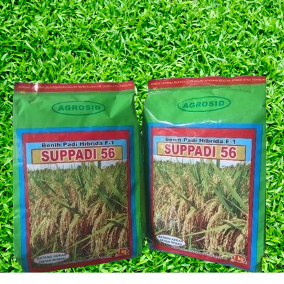 Benih Padi Suppadi 56 By AGROSID 100% ASLI Kemasan Pabrik 1 Kg Bundling 2Pcs Lebih Hemat