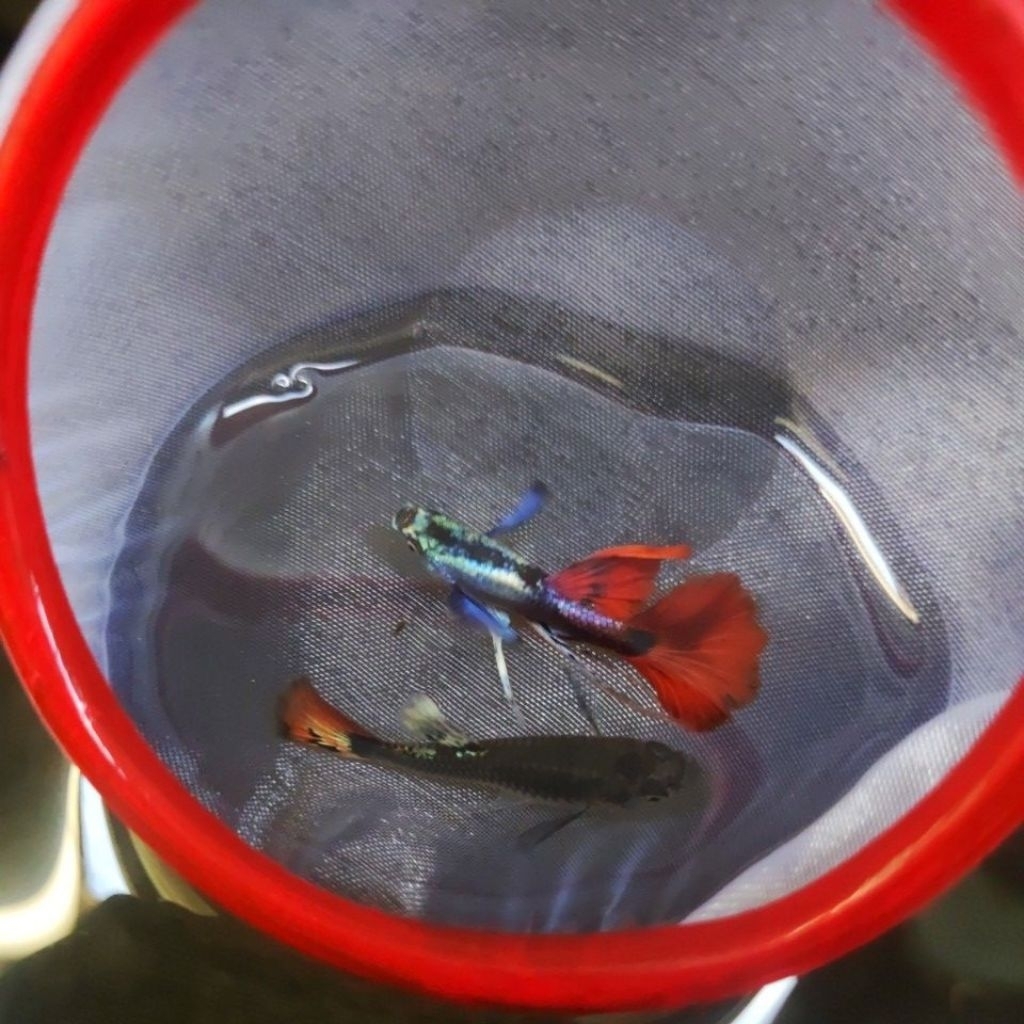 TANAMAN AIR PRTDE RIBBON PAIR