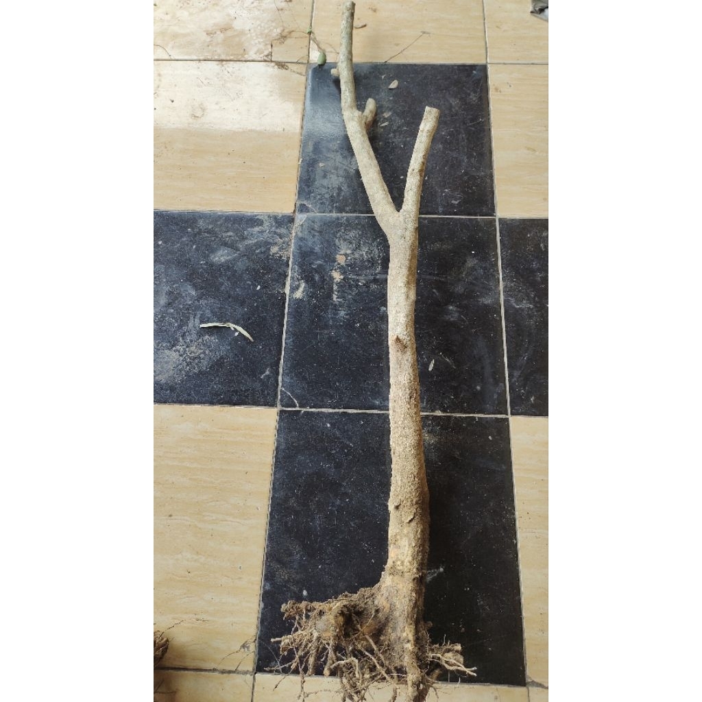 bahan bonsai taman dongkelan Lantana tinggi -+120cm realpic sesuai gambar