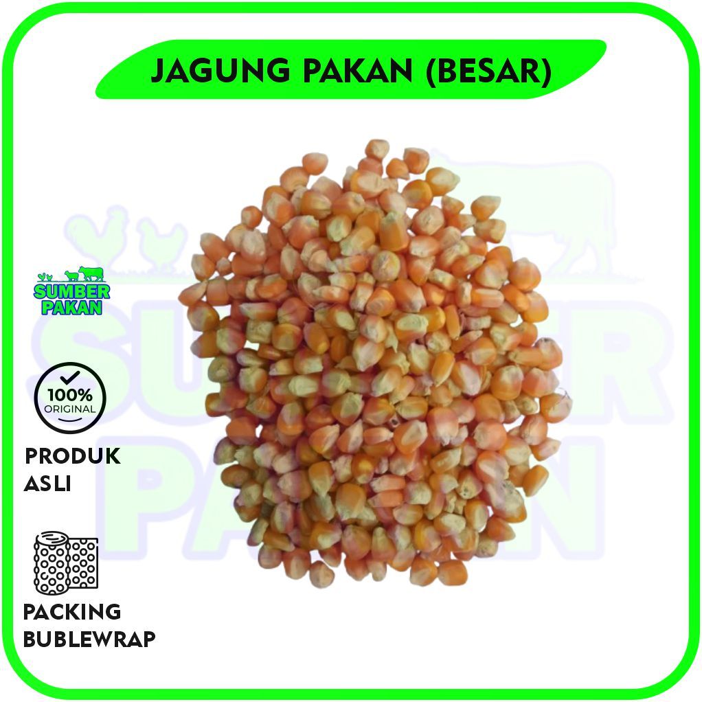 JAGUNG PIPIL PAKAN AYAM