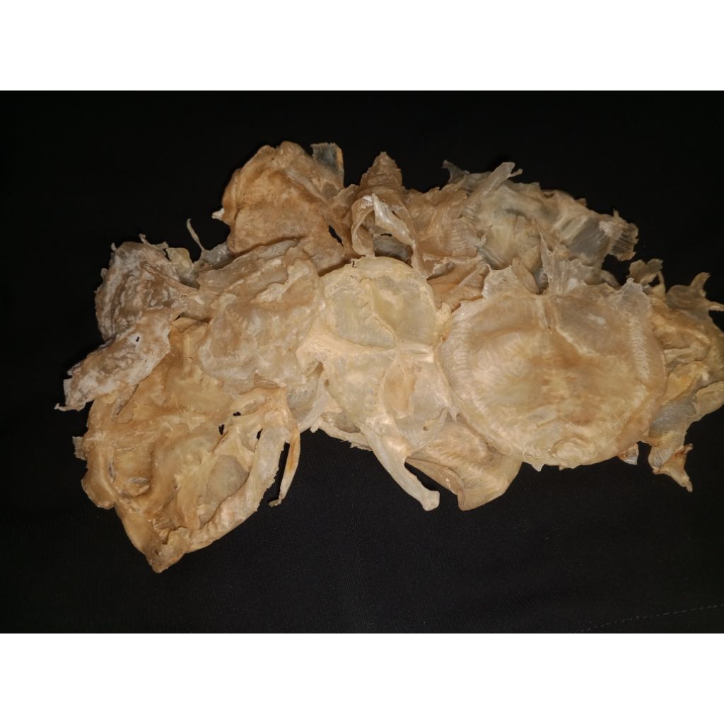 Gelembung ikan