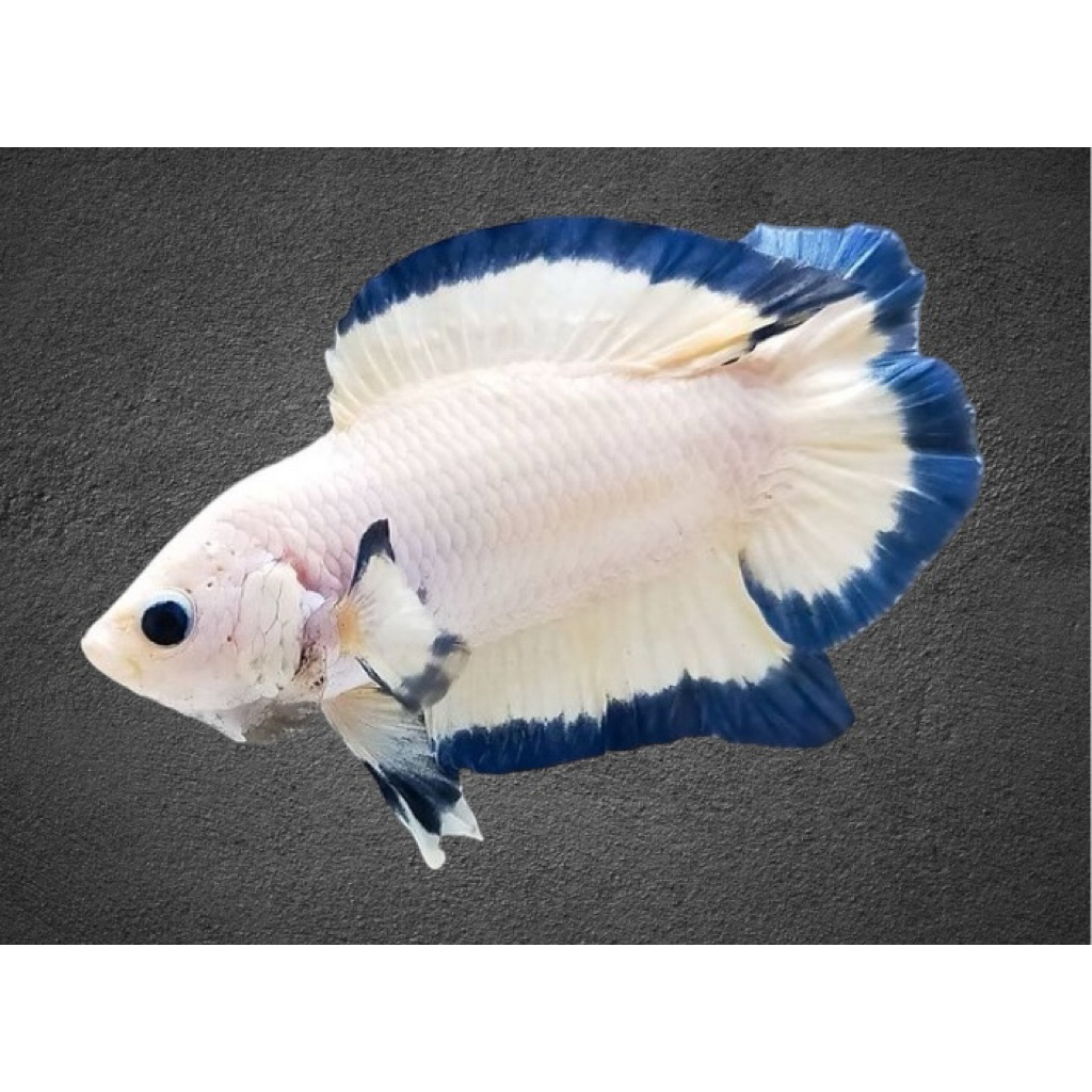 PKDT plakat double tail blue rim rare item