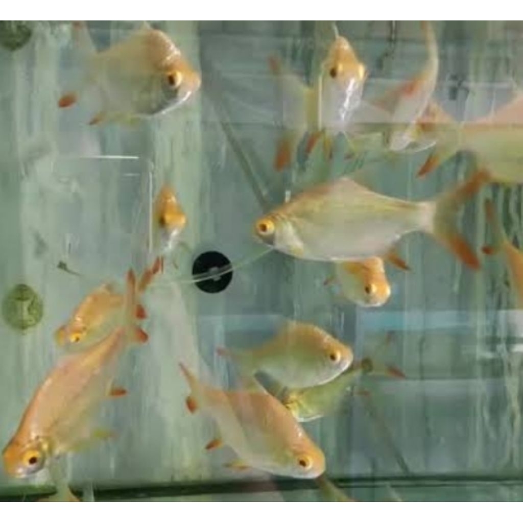 Kaviat Bangkok Albino 8-10cm Ikan Pembersih Sisa Pakan