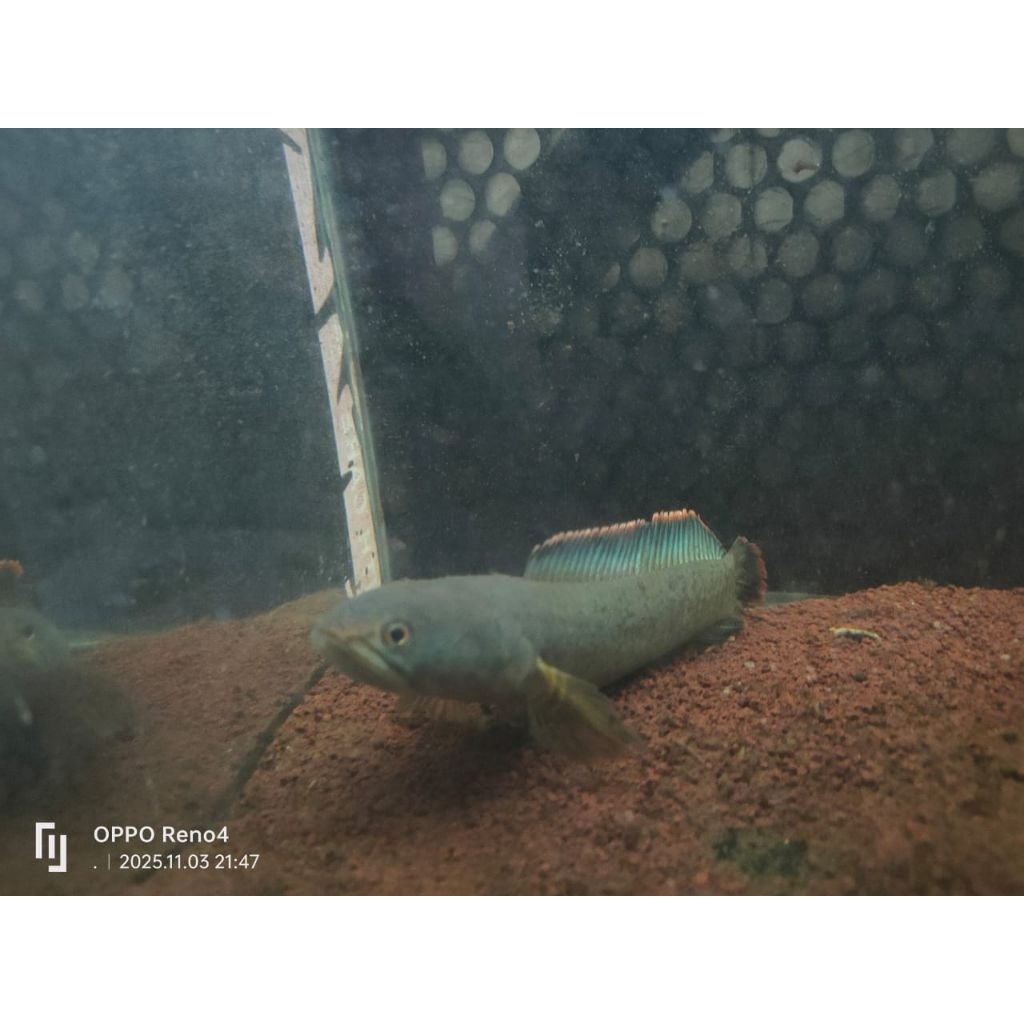 Limbata rim tebal ukuran 12-20 Cm