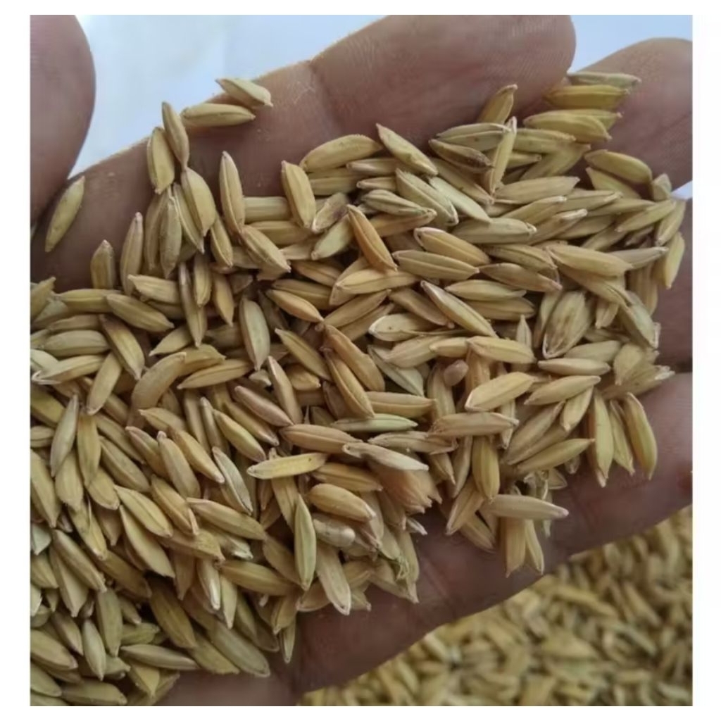 gabah padi beras putih 250 grm