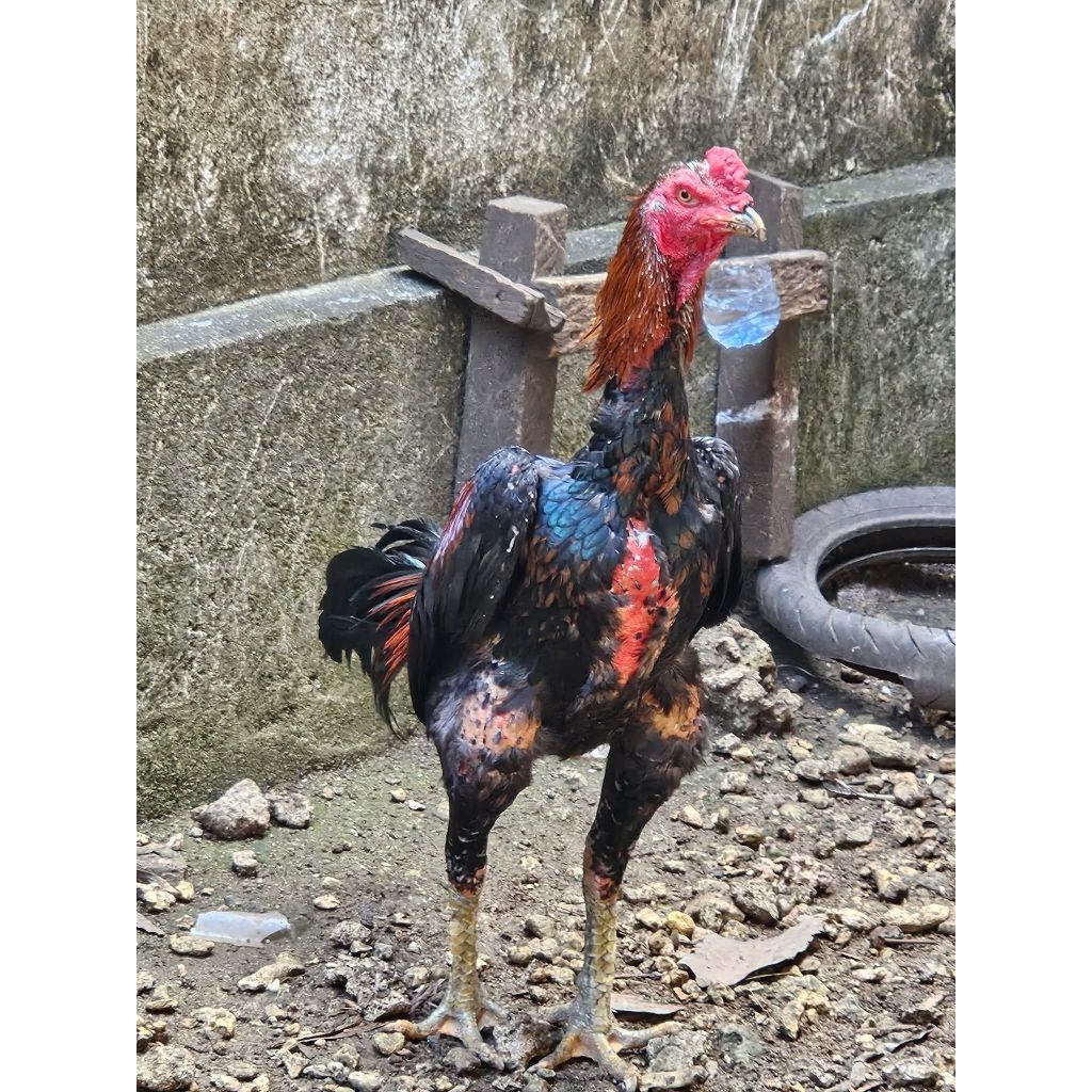 Telur Fertil Ayam Bangkok klasic