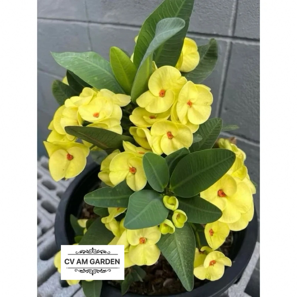 tanaman hias euforbia bunga kuning - euforbia kuning - eforbia