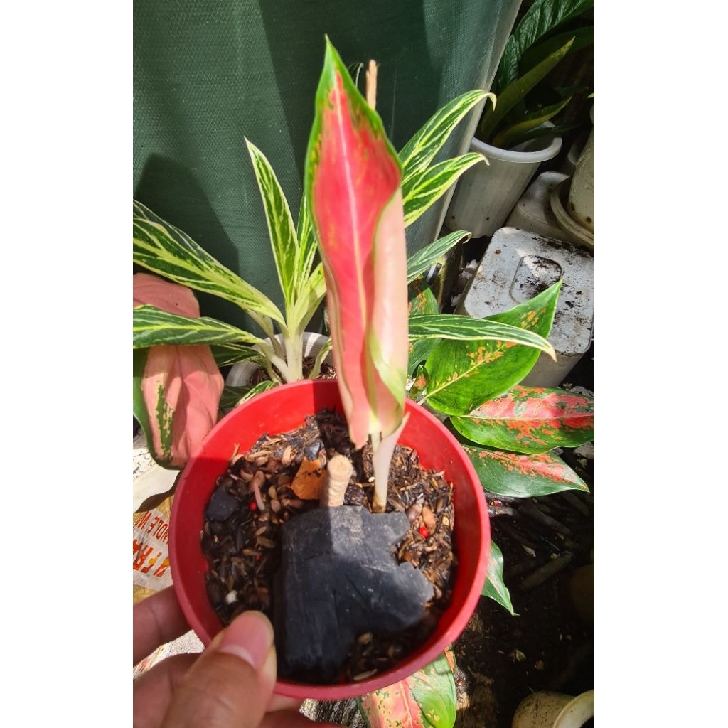 Aglonema Aglaonema Kochin Tembaga Monvori-  Anakan 1 Daun-Original