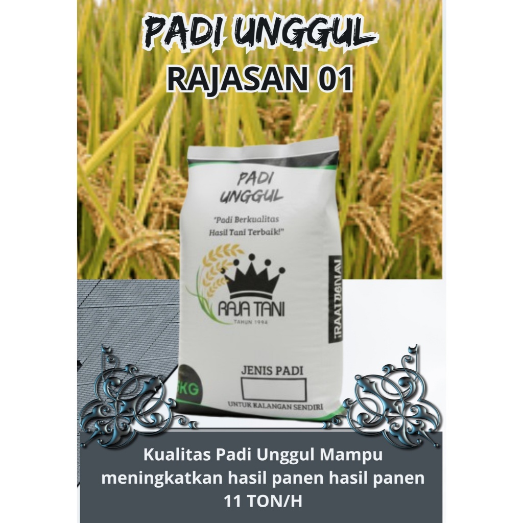 Benih Padi unggul RAJASA 01 kemasan 5 kg Padi Unggul Berkulitas