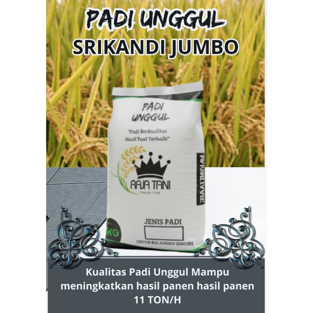 BENIH PADI SRIKANDI 5KG PADI GENJAH TERBARU PADI UNGGUL
