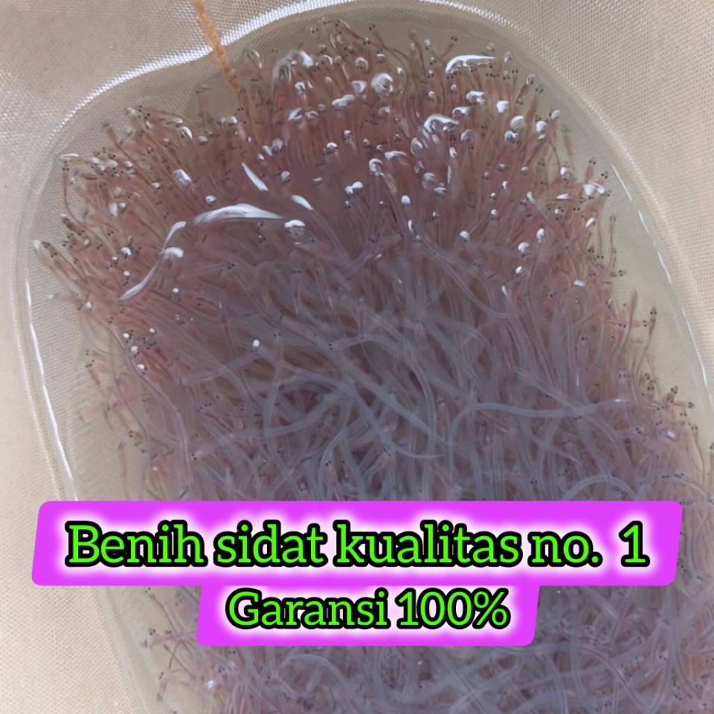 Benih Ikan Sidat 150 ekor (glass Eels Bicolor)