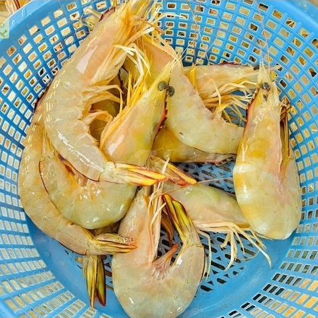Udang Segar 1Kg Udang Laut Segar Udang Peci Jerbung Seafood Udang Segar 1Kg