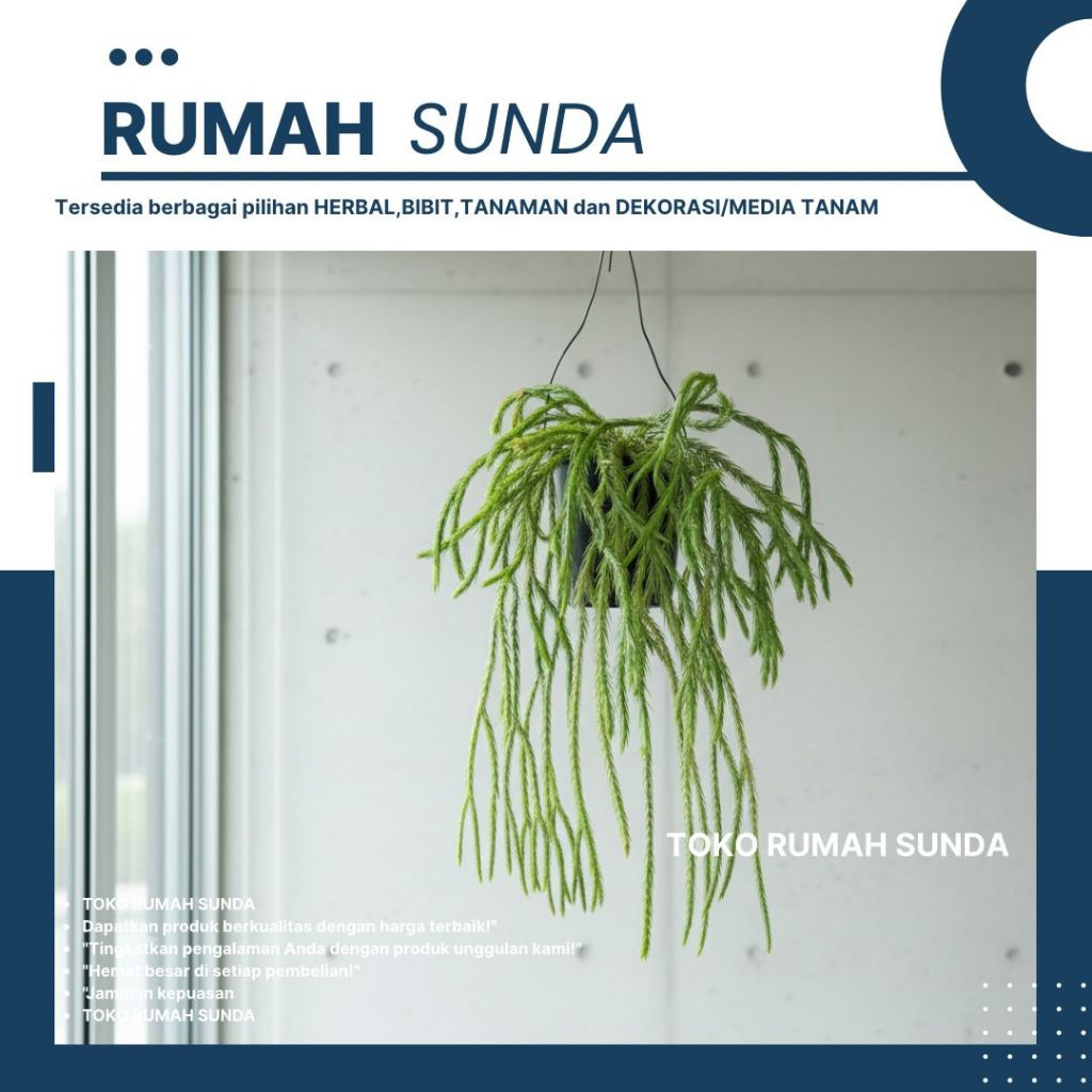 Kumpai Huperzia Carinata / Rumpai Carinata / Huperzia Carinata