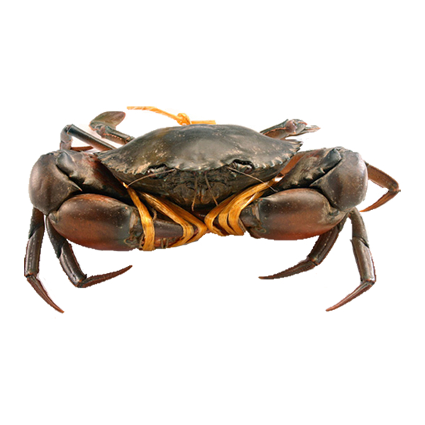 Kepiting 1Kg Kepiting Hidup Kepiting Segar Kepiting Bakau Kepiting Telur Kepiting Telor Kepeiting Ja