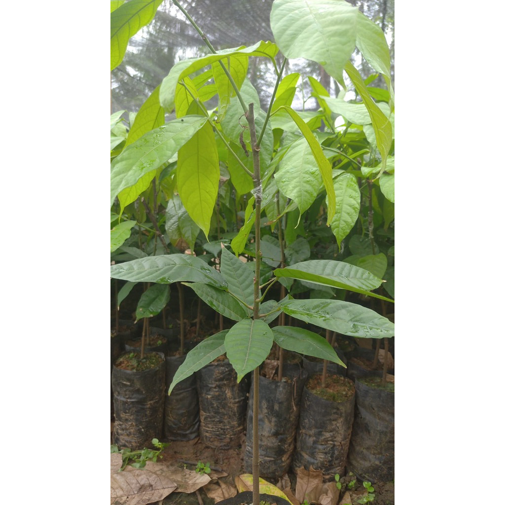 bibit kakao mcc02 sambung pucuk