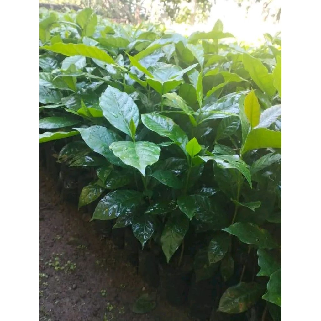 bibit kopi robusta unggul