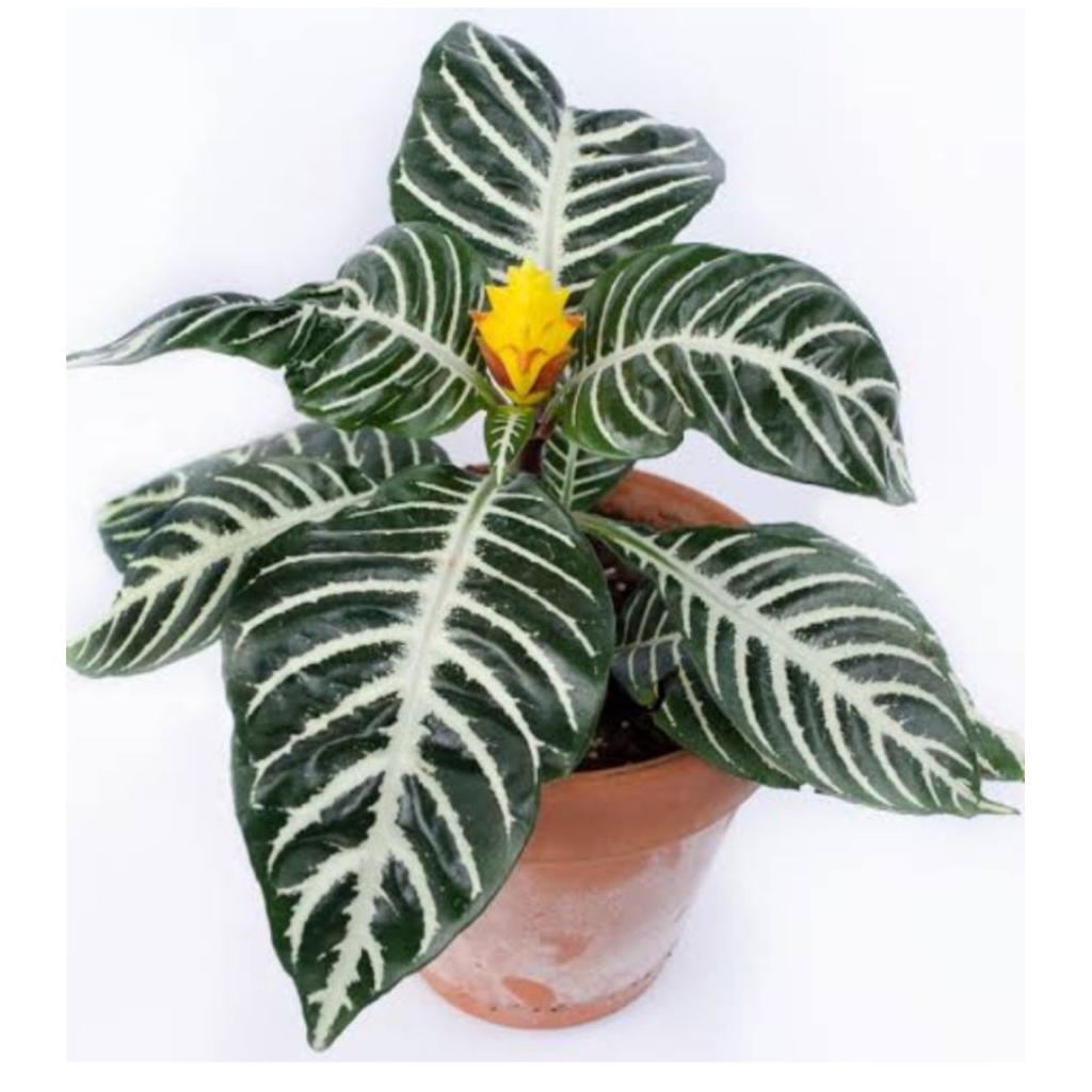 Tanaman Daun Zebra (Aphelandra squarrosa)