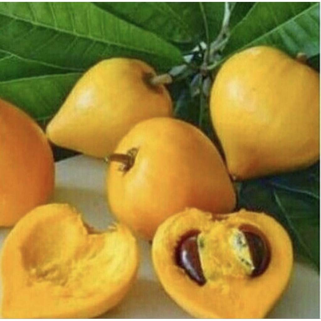 Buah Alkesah / Sawo Mentega 1 KG Buah Alkesah Kualitas Super