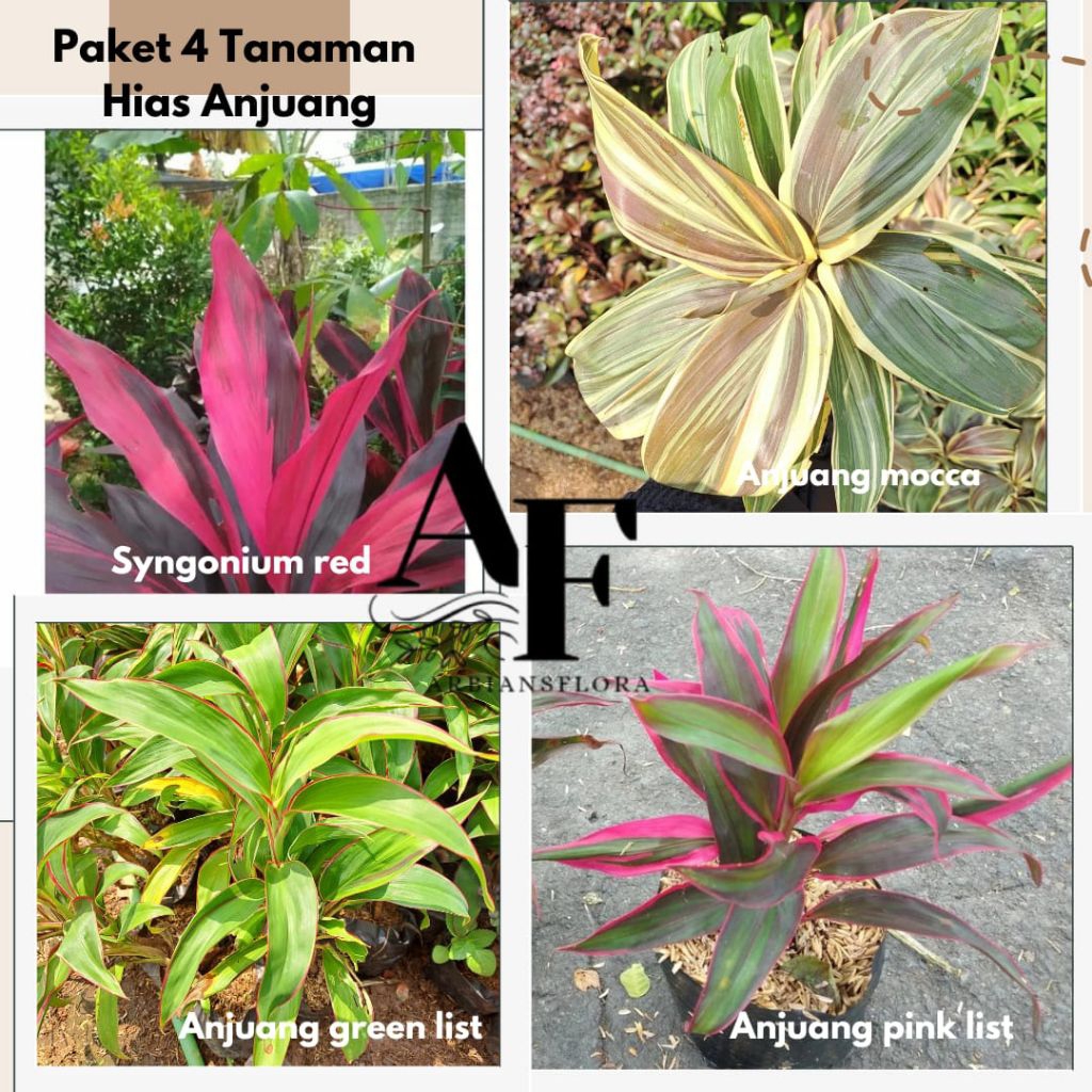PAKET 4 Tanaman hias anjuang - hanjuang mix