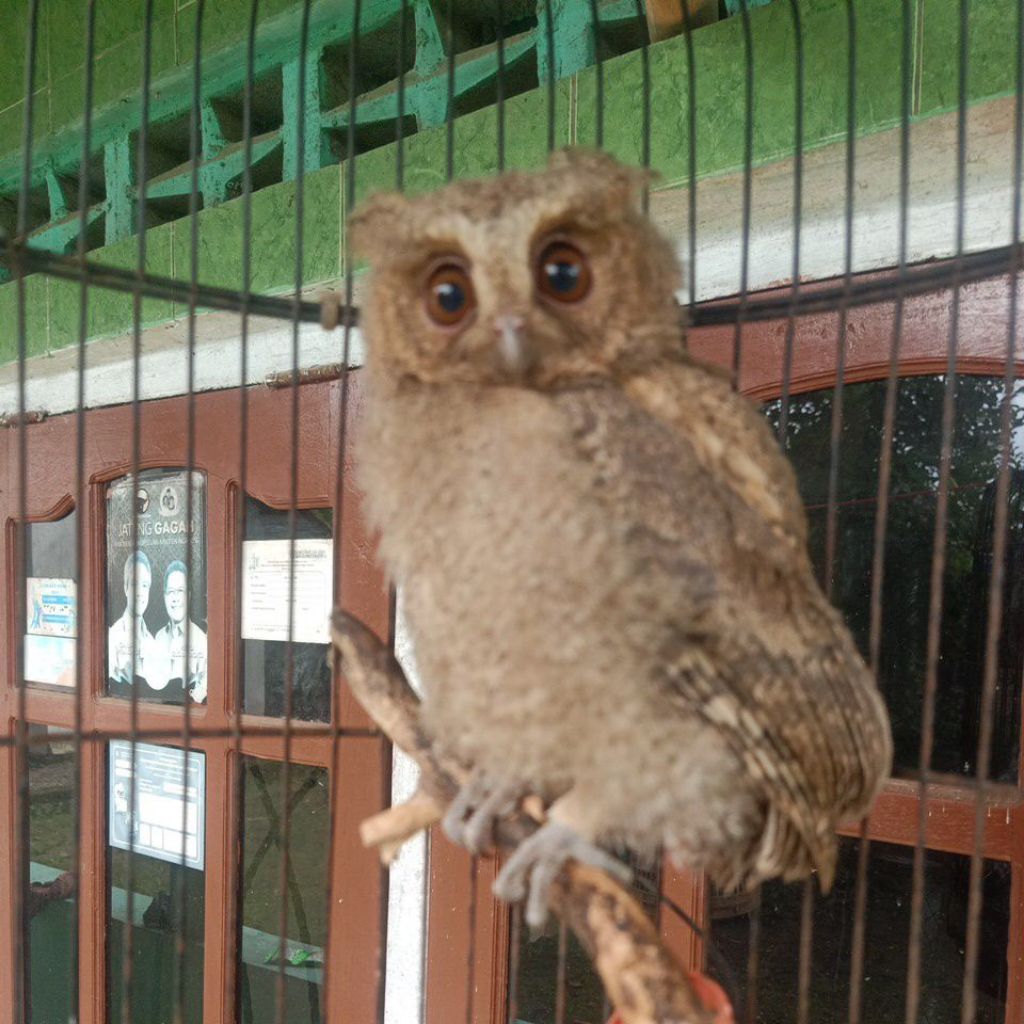 Adaajaa 2 owl burung hantu jinak SK71l