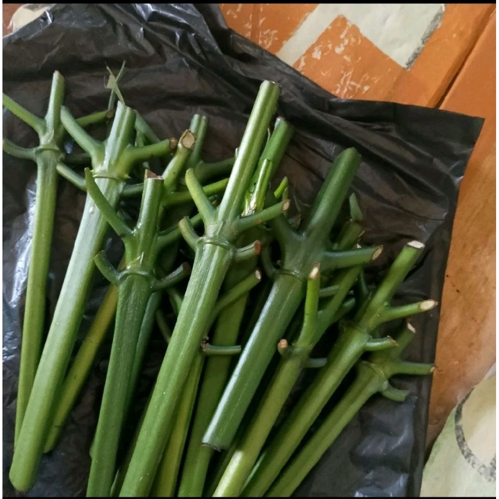 15 stek entres kopi arsyad klon bagio raja stek entres kopi